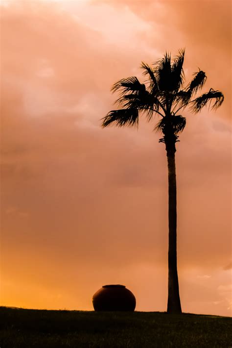 Free Images : silhouette, sunrise, sunset, palm tree, morning, dawn ...
