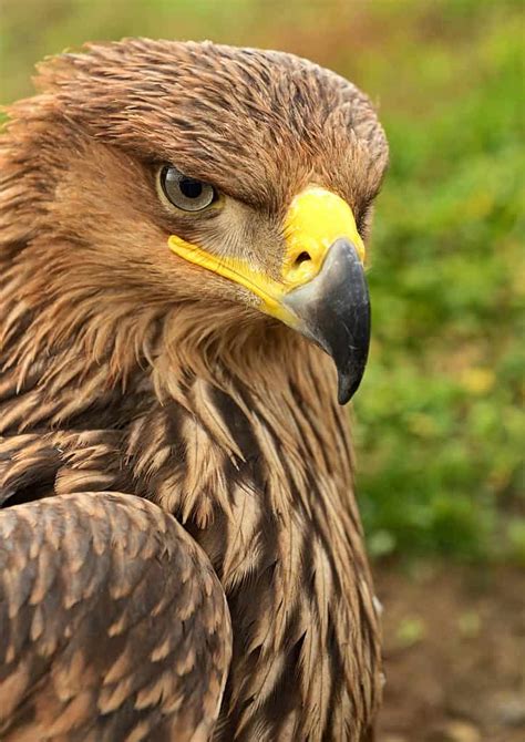 Steppe Eagle: Meet The National Bird of Egypt - A-Z Animals