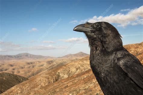 Common raven - Stock Image - C041/0817 - Science Photo Library