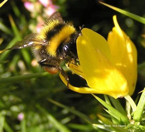 Bumblebee Conservation Trust | Bumble bee, Busy bee, Bee