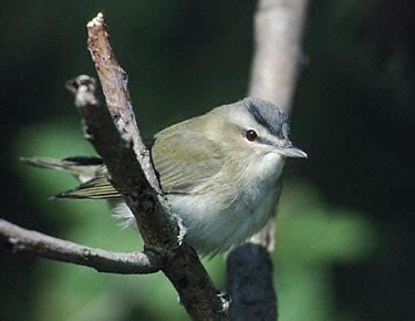 Red-eyed Vireo - Photos, identification tips, and more