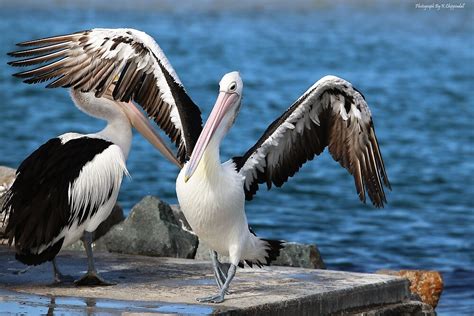 "Dancing pelicans 01" by kevin Chippindall | Redbubble