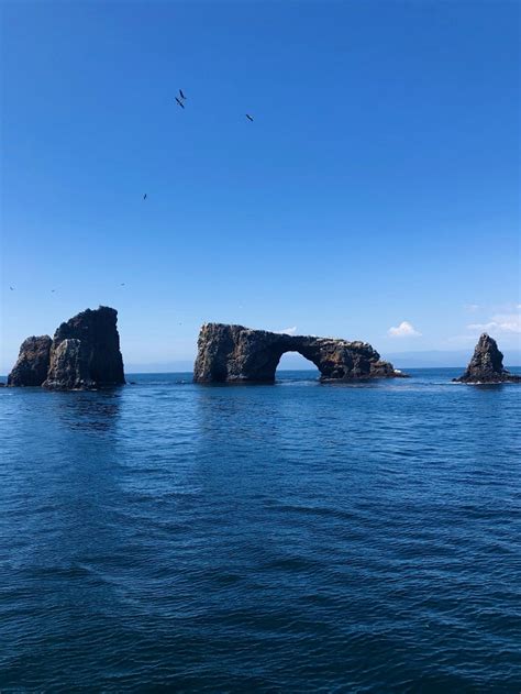 Wildlife Tour to Anacapa Island - fairyburger