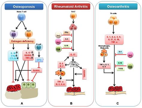 Osteoimmunology of Inflammatory bone diseases. A) The estrogen ...