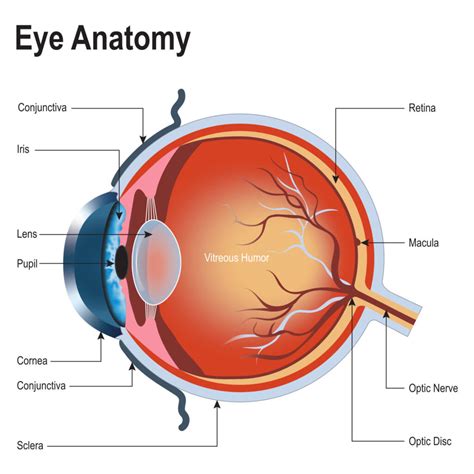 Cornea Eye Diagram