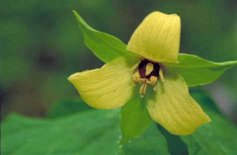 Free picture: red, trillium, plant, yellow, blossom, short stamens