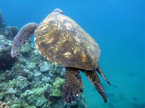 Snorkeling with Maui Sea Turtles - Four Winds Maui Snorkeling ...