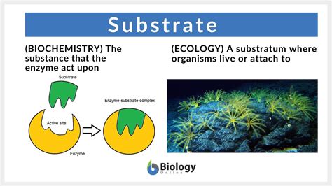 Substrate - Definition and Examples - Biology Online Dictionary