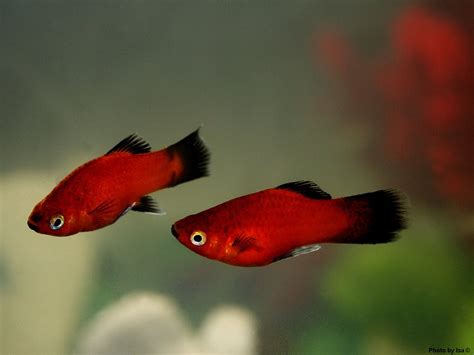 Platies Fish Care and Breeding | Exotic Tropical Ornamental Fish Photos With Names | Fish Secrets