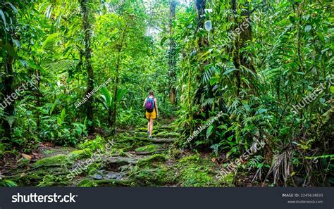 50,008 Costa Rica Rainforest Royalty-Free Photos and Stock Images ...