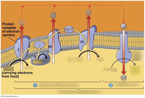 Oxidative Phosphorylation Diagram