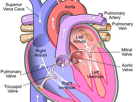 The Heart and Circulatory System | Teaching Resources | Circulatory ...