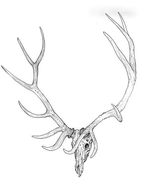 Elk Antlers Drawing at GetDrawings | Free download