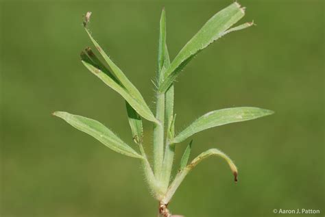 Large Crabgrass | Purdue University Turfgrass Science at Purdue University