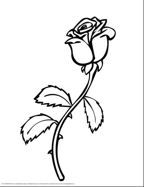 Beauty And The Beast Rose Drawing at GetDrawings | Free download