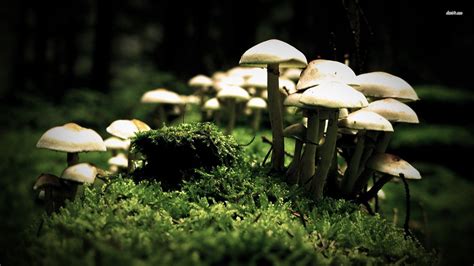 Mushroom Desktop Wallpapers - Wallpaper Cave