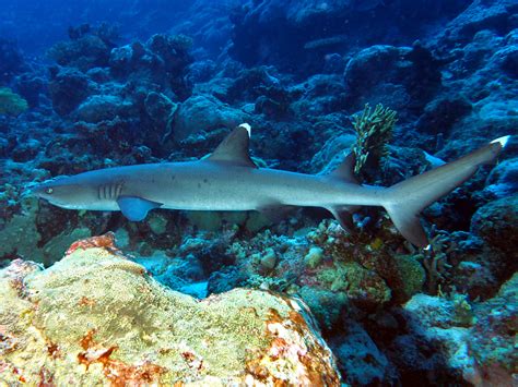 Whitetip Reef Shark - Triaenodon obesus - Great Barrier Reef, Australia - Photo 11 - Hawaii Reefs