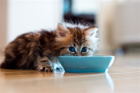 Importance of Feeding Kitten Food to Kittens