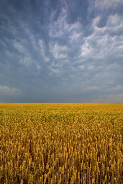 Premium Photo | Fields of gold unveiled witnessing the elegance of wheat at sunset