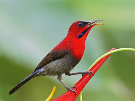 Crimson Sunbird-Singapore National Bird