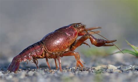 Maryland Biodiversity Project - Red Swamp Crayfish (Procambarus clarkii)