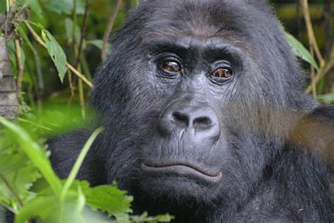 The eastern lowland gorilla isn’t doing well. It’s now critically endangered - LifeGate