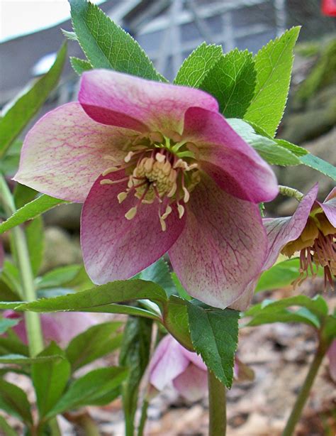 PlantPostings: Plant of the month: Hellebore