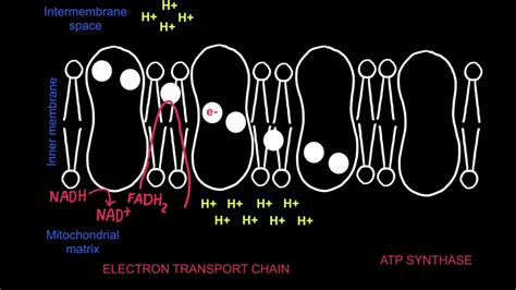 8.2 Electron Transport Chain and Chemiosmosis - YouTube