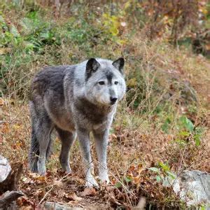 Northwestern Wolf - Facts, Diet, Habitat & Pictures on Animalia.bio