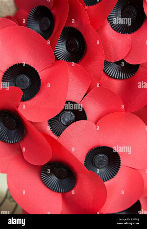 Poppy appeal poppies UK Stock Photo - Alamy