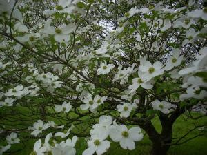 Flower, Dogwood | NCpedia