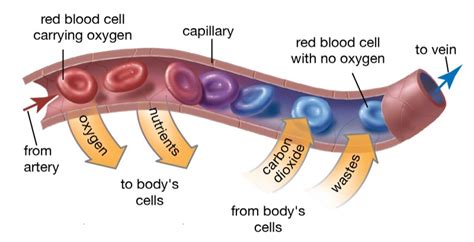 Cross-section-capillary - Ocularis