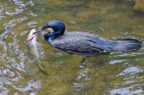 Cormorant Photography Contest Pictures - Image Page 1 - Pxleyes.com