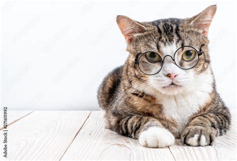 cute cat with glasses Stock Photo | Adobe Stock