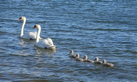 Cape Cod Summer Scenic & Wildlife - CapeCod.com