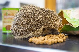 Hedgehog Food for hedgehogs - Garden Trade Specialist