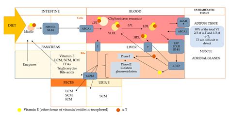 IJMS | Free Full-Text | Tocopherols and Tocotrienols—Bioactive Dietary ...