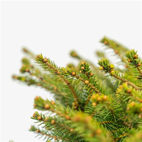 Bird's Nest Spruce For Sale | The Tree Center