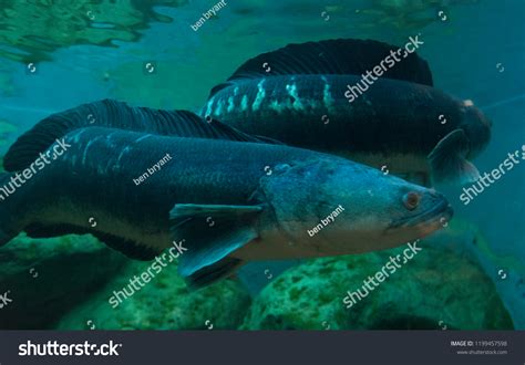 Giant Snake Head Fish Aquarium Stock Photo 1199457598 | Shutterstock