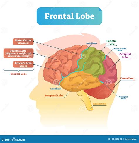 Illustrazione Di Vettore Del Lobo Frontale Diagramma Identificato Con ...