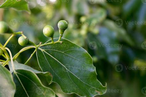 A close up shot of camphor laurel seeds and leaves. Cinnamomum camphora is a species of ...