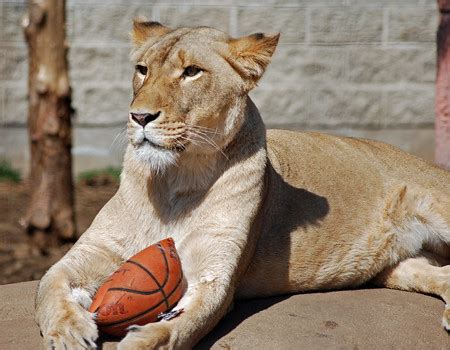Lion Basketball | This lion gnawed at her basketball over an… | BenSpark | Flickr