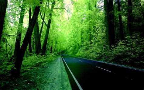 🔥 Download Forests Huge Nature Green Trees Landscape Greenery Tall by ...