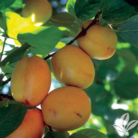 Early Golden Apricot - Texas Pecan Nursery