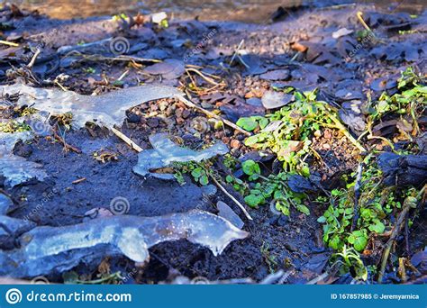 Ice Shelf Formation in Forest Flowing Stream Around Stone, Mud and ...