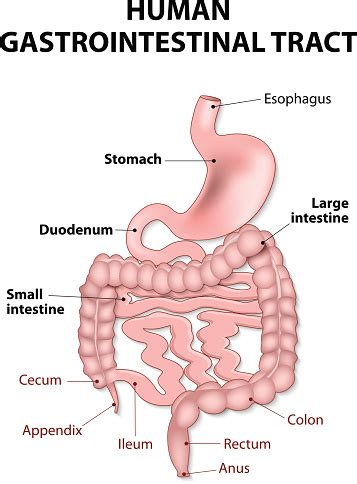 Human Gastrointestinal Tract Stock Illustration - Download Image Now ...