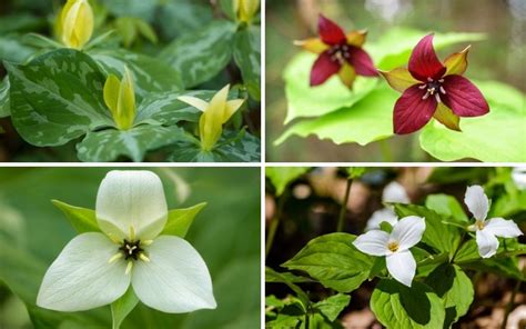 8 Different Types of Trillium Flowers - Garden Lovers Club