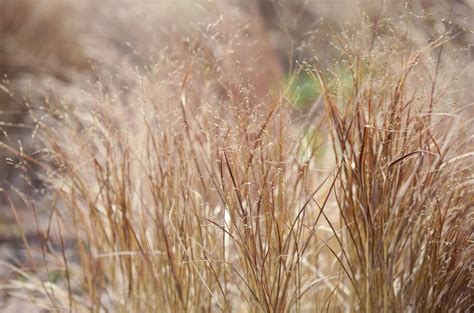 10 Best Ornamental Grasses for Winter Gardens