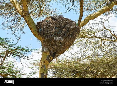 Hammerkop nest -Fotos und -Bildmaterial in hoher Auflösung – Alamy