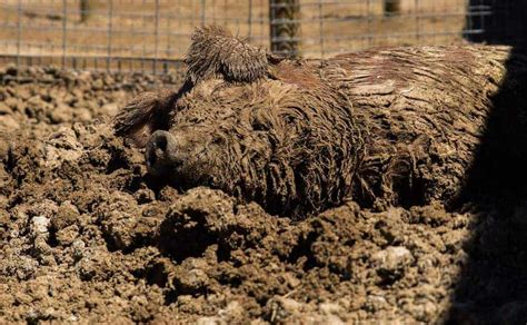 Pigs and Mud: Let them Wallow! - The Open Sanctuary Project